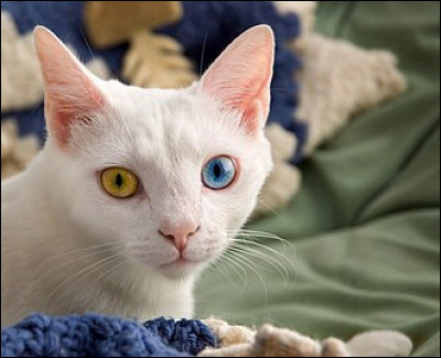 Quel adjectif emploie-t-on pour désigner deux yeux qui sont de couleurs différentes ?