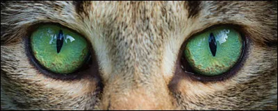 De quelle couleur sont tes yeux ?