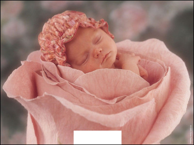 Comment s'appelle la photographe dont la spécialité est les photos de bébés dans des fleurs ?