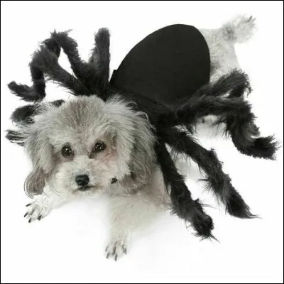 En quoi est déguisé ce chien ?