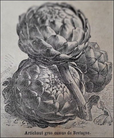 Quelle reine de France a popularisé l'artichaut ?