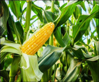 Dans quel pays Christophe Colomb a-t-il découvert le maïs ?