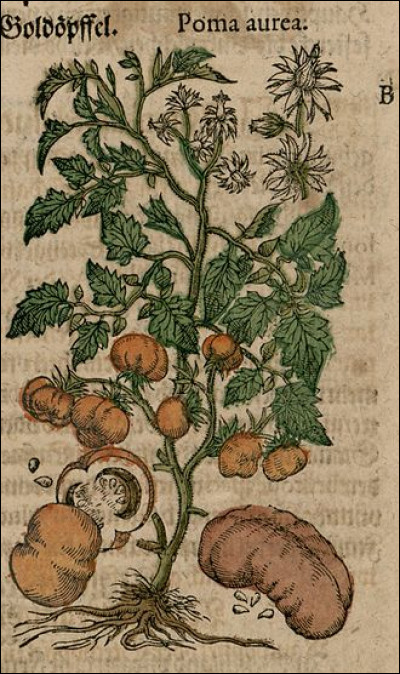 En quelle année la tomate a-t-elle été répertoriée comme plante potagère ?