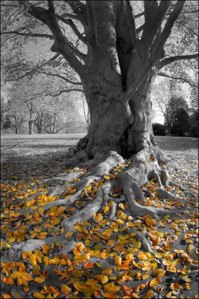 Sur des paroles de Jacques Prévert, qui interprétait les paroles "Les feuilles mortes se ramassent à la pelle, les souvenirs et les regrets aussi, et le vent du nord les emporte dans la nuit froide de l'oubli" ?