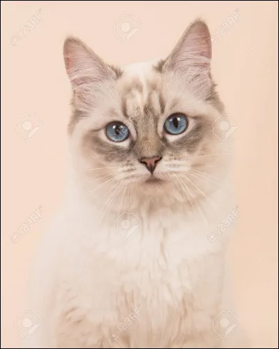 J'ai le pelage crème, les yeux ambrés et une courte queue. Qui suis-je ?