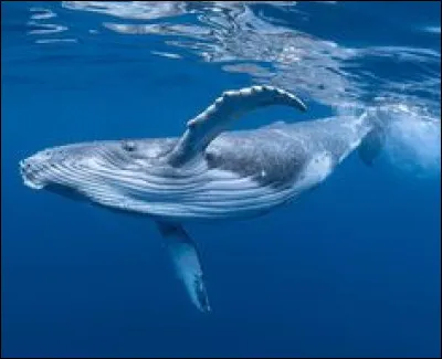 Laquelle de ces infos est vraie concernant les baleines ?