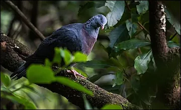 Que signifie le verbe latin qui a donn&eacute; le mot ''pigeon'' ?