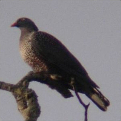 Quel pays africain donne son nom à cette espèce de pigeon ?