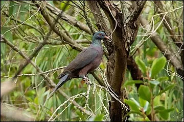 Qui a &eacute;crit le roman ''Le Pigeon'' en 1987 ?