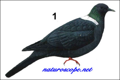 Sur quelle île vivaient les pigeons à col d'argent, avant de disparaître ?