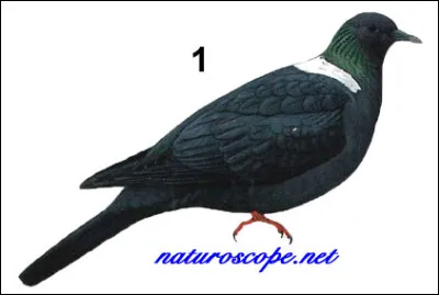Sur quelle &icirc;le vivaient les pigeons &agrave; col d'argent, avant de dispara&icirc;tre ?