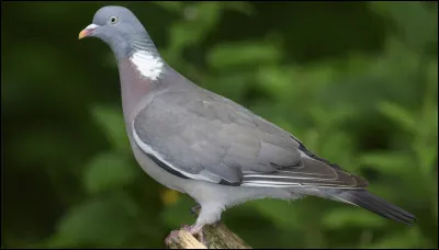 Quel nom donne-t-on au pigeon ramier dans le Sud-Ouest de la France&nbsp; ?