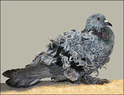 Comment appelle-t-on cette espèce de pigeon ?