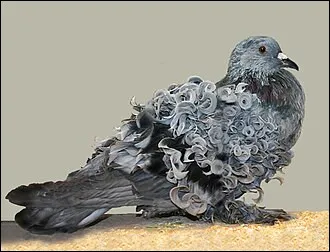 Comment appelle-t-on cette esp&egrave;ce de pigeon ?