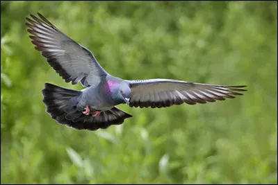 Quelle esp&egrave;ce de pigeon est particuli&egrave;rement utilis&eacute;e comme pigeon voyageur ?