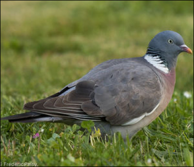 Combien de doigts possèdent les pigeons ?