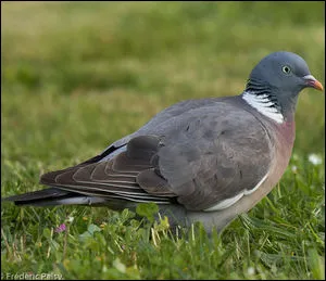 Combien de doigts poss&egrave;dent les pigeons ?