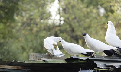 Comment appelle-t-on, à Pékin, les pigeons utilisés dans des spectacles d'acrobaties aériennes et sonores ?