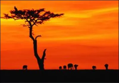 Parmi tous ces pays, lequel n'a pas la couleur rouge dans son drapeau ?