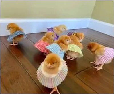 Parmi ces oiseaux, lequel ne vole pas ?