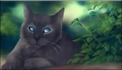 Museau Cendré s'est fait écraser sa patte avant droite.