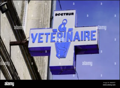 Le vétérinaire équin soigne les chevreaux.