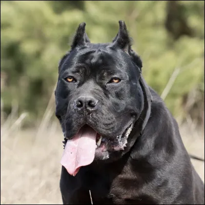 Quelle est cette race de chien ?