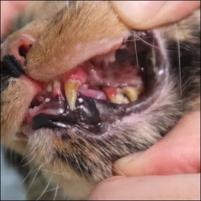 Complétez : Il a vraiment une _______ de chacal !