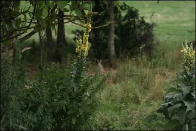 Quel animal se cache dans l'image ?