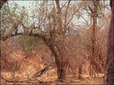 Où est l'animal caché ?