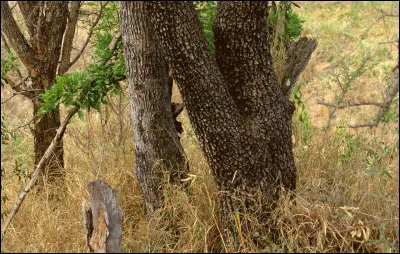 Où est l'animal camouflé ?