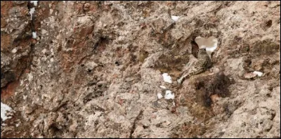 Où se trouve la panthère des neiges sur l'image ?