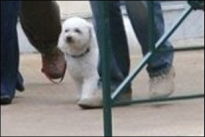 Quel président de la République français avait un chien nommé ''Sumo'' ?