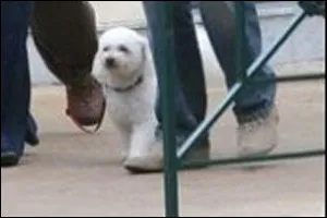 Quel pr&eacute;sident de la R&eacute;publique fran&ccedil;ais avait un chien nomm&eacute; ''Sumo'' ?