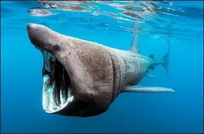 Combien, mesure en moyenne ce requin ?