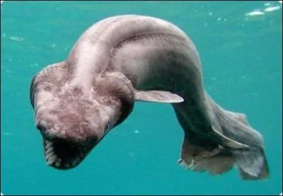 Quel est ce requin ?