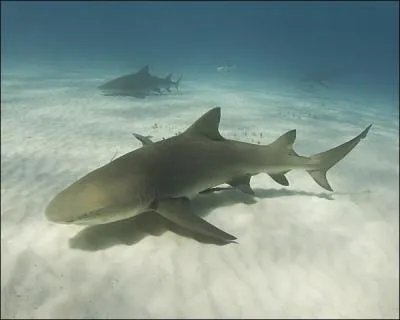 Quel est ce requin ?