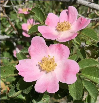 Qui est représenté sur cette image ?