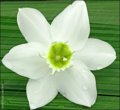 Qui est représenté sur cette image ?