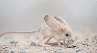 Et enfin, qui est représenté sur cette image ?