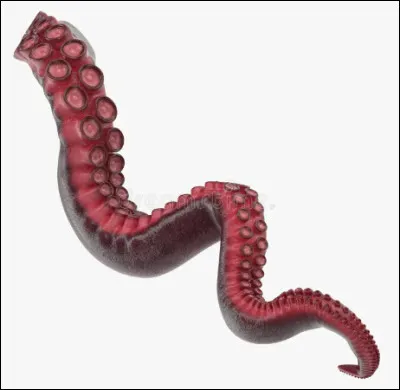 On dit ....... tentacule.