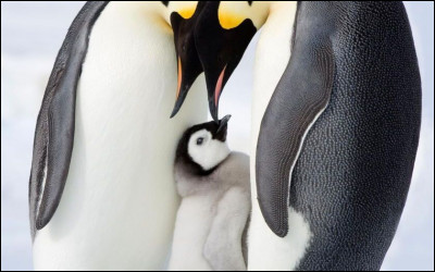 Quelle actrice fran&ccedil;aise pr&ecirc;te sa voix &agrave; la maman pingouin dans ''La Marche de l'empereur'' ?