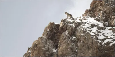 De quel &eacute;crivain suit-on le parcours dans le film ''La Panth&egrave;re des neiges'', sorti en 2021 ?