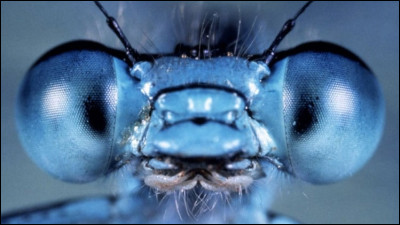 Comp&eacute;tez le titre de ce film documentaire : ''Microcosmos ...''