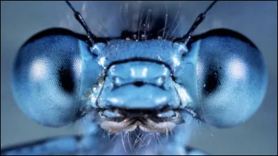 Comp&eacute;tez le titre de ce film documentaire : ''Microcosmos ...''