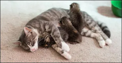 Aimerais-tu avoir des chatons ?