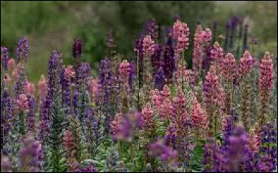Cette image représente un être vivant que l'on trouve dans la nature, fait-il partie de la faune ou de la flore ?