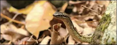 Cette image représente un être vivant que l'on trouve dans la nature, fait-il partie de la faune ou de la flore ?