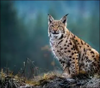 Cette image représente un être vivant que l'on trouve dans la nature, fait-il partie de la faune ou de la flore ?