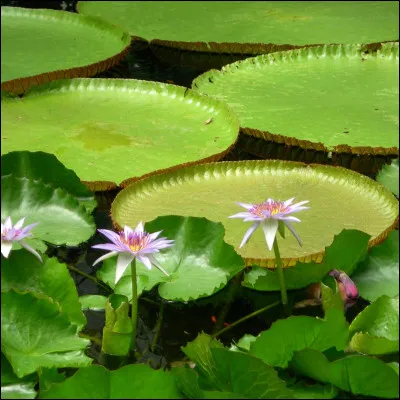 Cette image représente un être vivant que l'on trouve dans la nature, fait-il partie de la faune ou de la flore ?